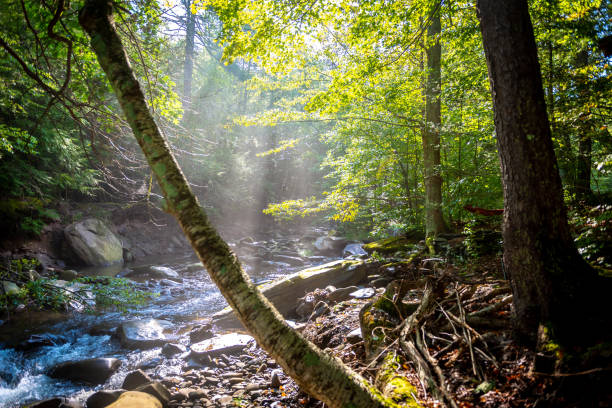 istock Lush green forest with streem and waterfall and sunlight streaming in 2203344087