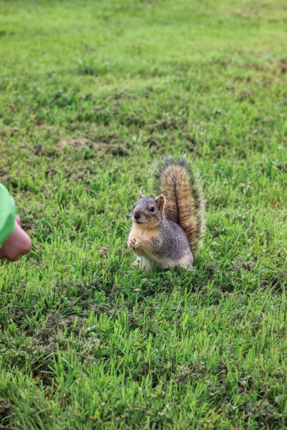 istock Playful squirrel standing on green grass and looking at a person 2203344630
