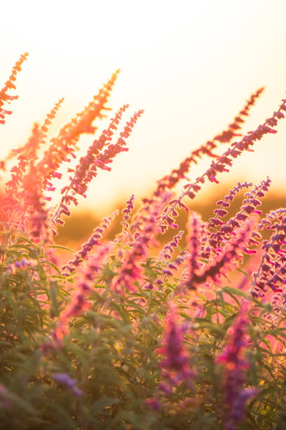 istock Sage flowers in the morning sun 2203344687