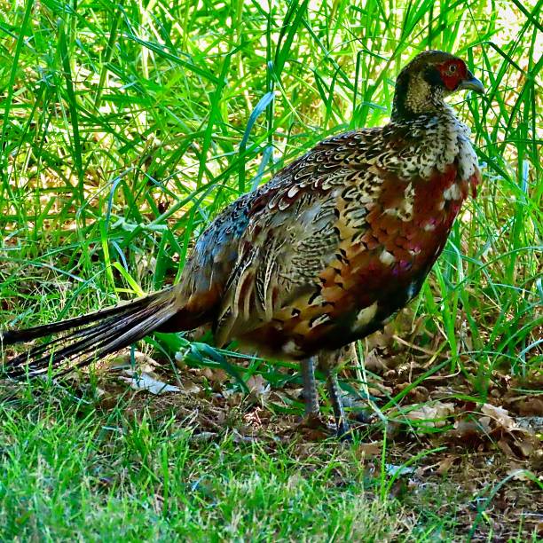 istock A Red Golden Pheasant at Cornwall Park in Auckland 2203347117