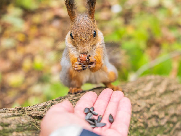 istock A squirrel in the autumn eats nuts from a human hand. Eurasian red squirrel, Sciurus vulgaris 2203349236
