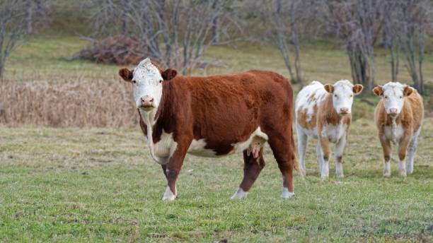 istock Hereford cows in a rural field. 2203349374