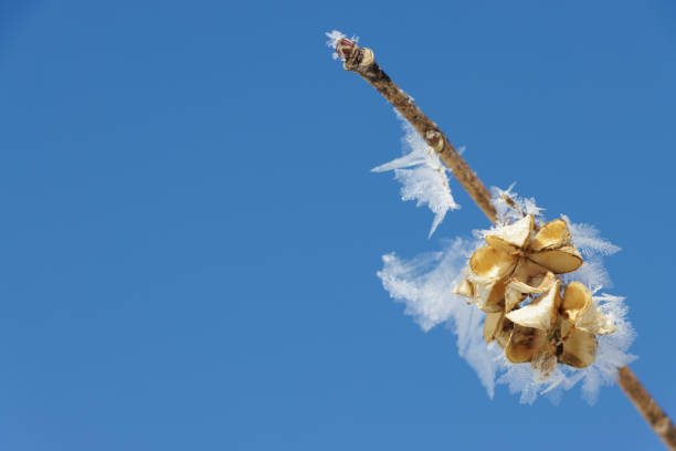 Large flat ice crystals on dry yellow bush seed with blue sky