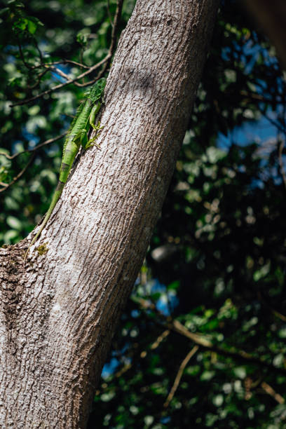 An Iguana Climbs A Tree in Caguas Puerto Rico