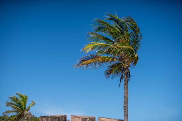 A Palm Tree Blown by the Wind in Old San Juan Puerto Rico