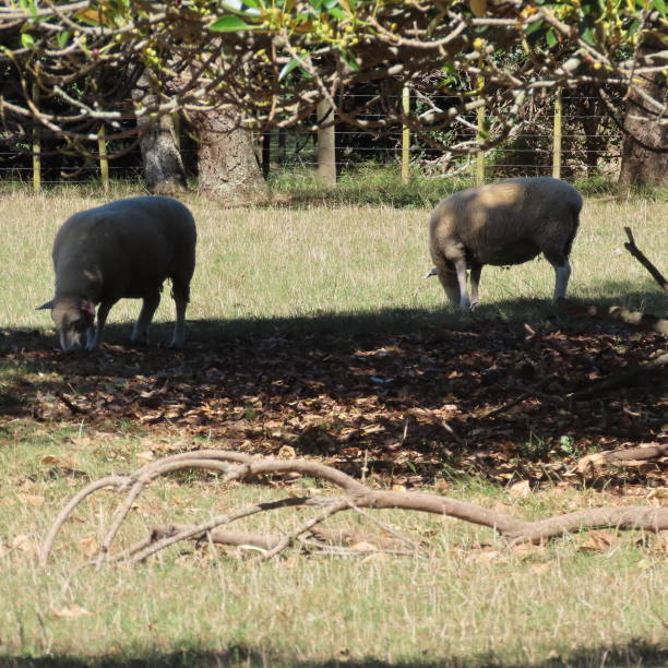istock Two Sheep grazing  under a tree at Cornwall Park in Auckland 2203351646