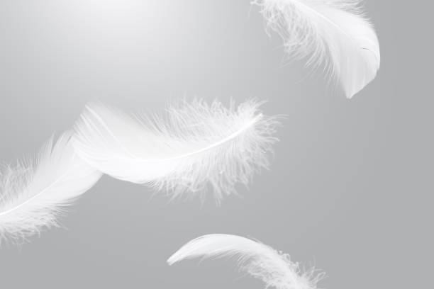 istock Soft White Bird Feathers Falling in The Air. Fluffy Downy, Flying Feathers. Softness of Feathers floating in Heavenly. Feather on Gray Background. 2203354324