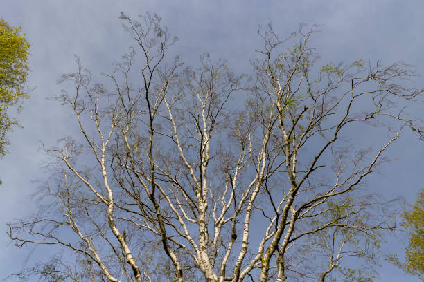 young birch foliage in sunny spring weather, new green birch foliage in spring against a gray sky