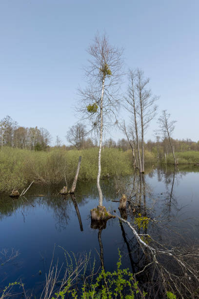 istock a swamp in spring against a blue sky 2203354553