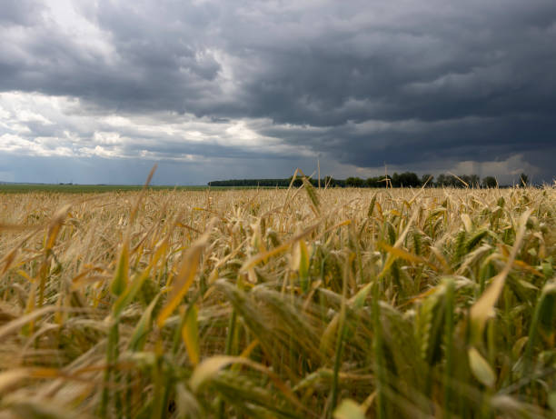 istock a field with ripening rye spikelets before a thunderstorm 2203354574