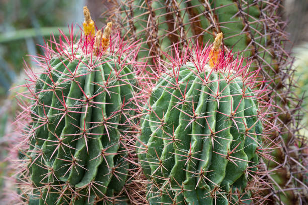 istock Ferocactus pilosus, also known as Mexican lime cactus (Biznaga De Lima) or Mexican fire barrel. Close-up 2203357865