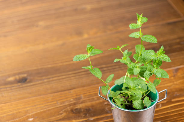 Free Stock Photo of Potted Plant With Green Leaves on Wooden Table ...