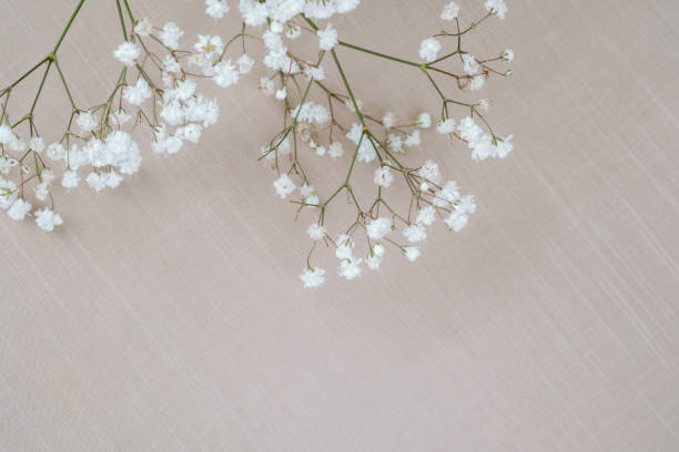 istock White baby wreath  flowers on soft fabric background 2203363672