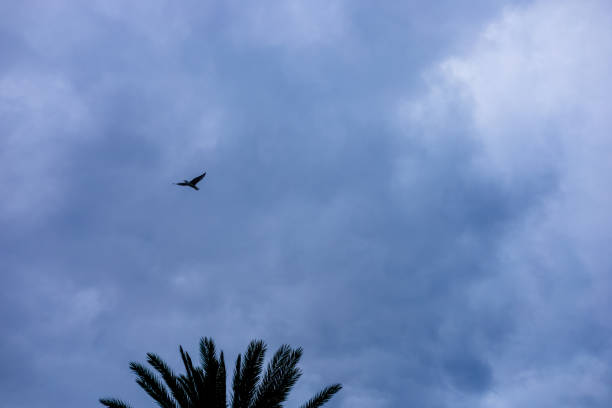 A bird glides effortlessly above, navigating through a vast expanse of soft, fluffy clouds. The bright blue sky provides a serene backdrop to this peaceful moment.