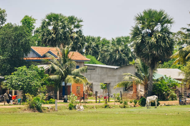 Phnom Penh, Cambodia - May 6, 2009: Rural homes with palm trees and a cow grazing in a tranquil village.