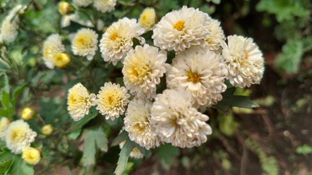 istock chrysanthemum flower me 2203364553