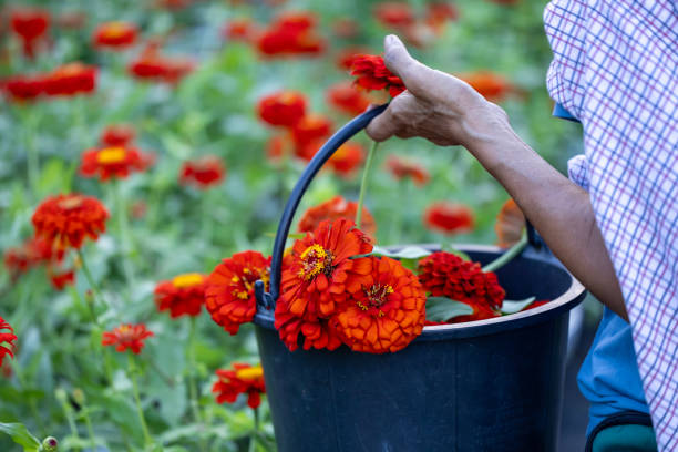 istock Farmer and florist is working in the farm while cutting zinnia flowers using secateurs for cut flower business in the farm for agriculture industry 2203364724
