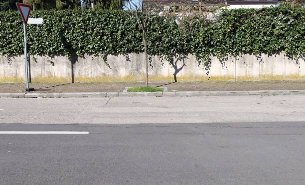 istock Bare tree on sidewalk with concrete fence with hedge on top. Yield sign on left  and urban street in front 2203367507
