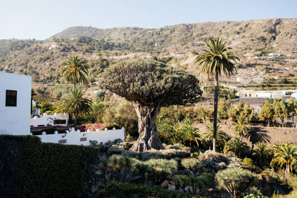 istock Discovering Drago Milenario, the Ancient Dragon Tree in Icod De Los Vinos, Tenerife 2203367902