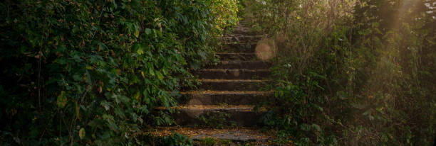 istock Stone steps with soft sunset light among lush greenery. Staircase among the greenery. 2203368030