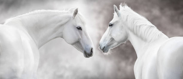 istock Coiple white horse close up 2203368370