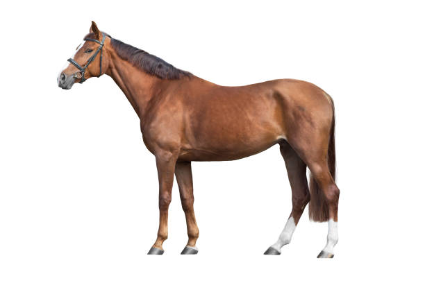 istock Horse exterior isolated on white 2203368376