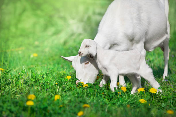 Beautiful cute goat kid with mother on green spring grass