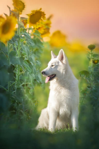 istock White Swiss Shepherd Dog in sunflowers 2203368394