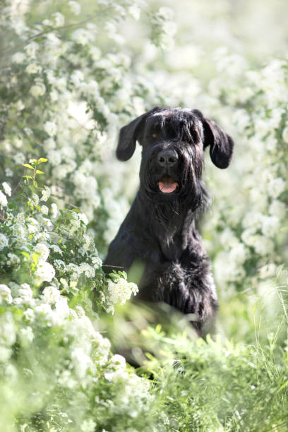 istock Giant schnauzer in flowers 2203368413