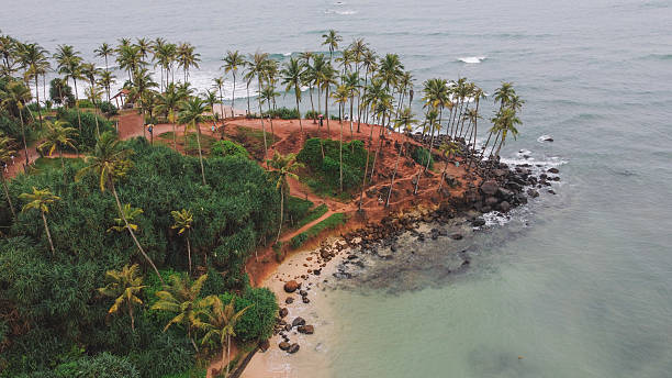istock Tropical Coconut Trees by the Ocean 2203368941