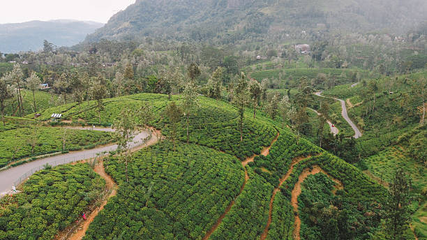 istock Lush Tea Plantations in the Mountains 2203369674