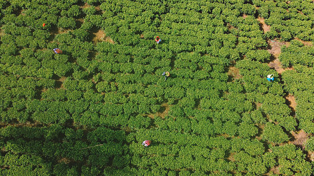 istock Lush Tea Plantations in the Mountains 2203369680