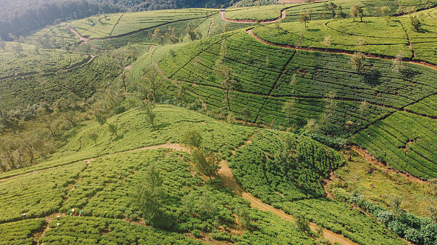 istock Lush Tea Plantations in the Mountains 2203369701