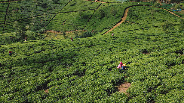 istock Lush Tea Plantations in the Mountains 2203369706