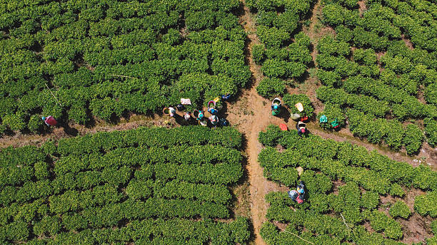 istock Lush Tea Plantations in the Mountains 2203369748