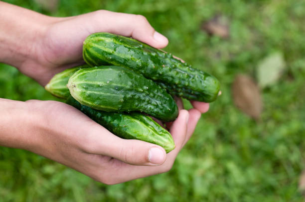 istock Freshly picked cucumbers held in hands over green background 2203369790