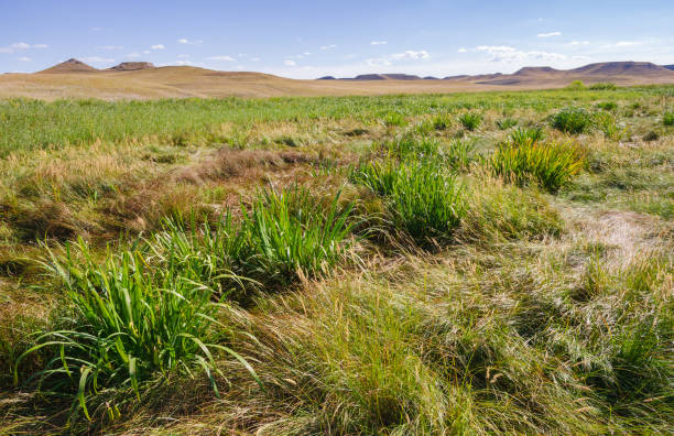 istock Meadows and Fields at Agate Fossil Beds National Monument 2203372619