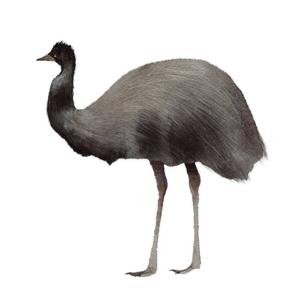 Watercolor emu on a white background