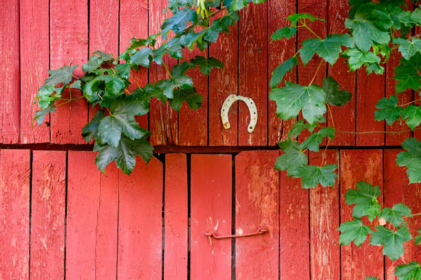 Old barn with Autumn seasonal leaves turning colors in southern Vermont, USA