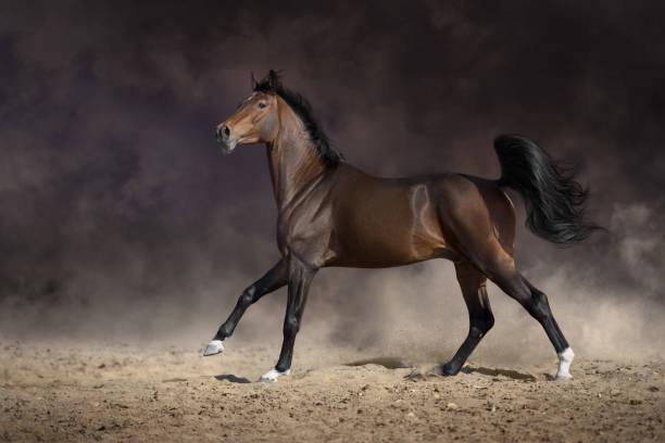 istock Bay horse free run in desert 2203373827