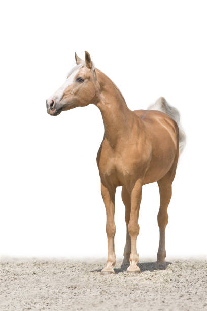 istock Palomino horse on white 2203373839