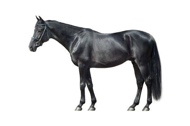 istock Black horse exterior isolated 2203373861
