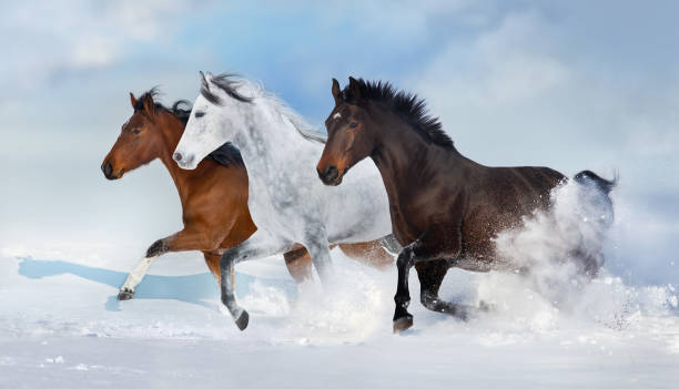 istock Horses run in snow field 2203373863