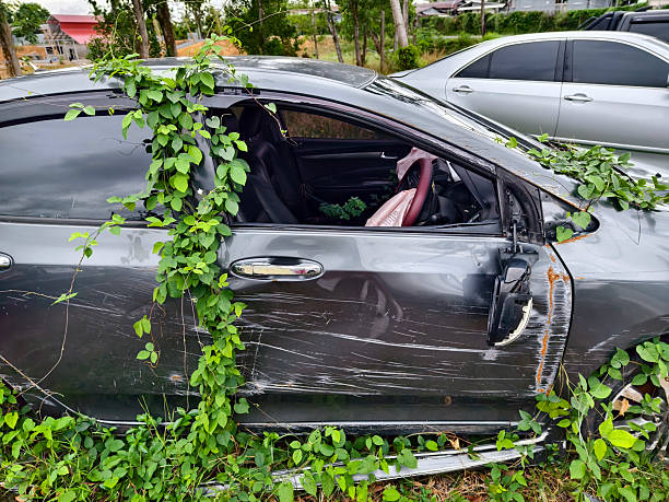 istock Abandoned cars after accidents in a dense overgrown setting 2203378054