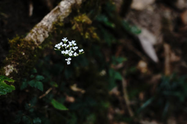 blooming daisies