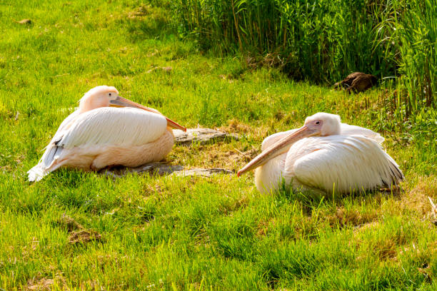 istock Pelicans in London Zoo, UK 2203381910