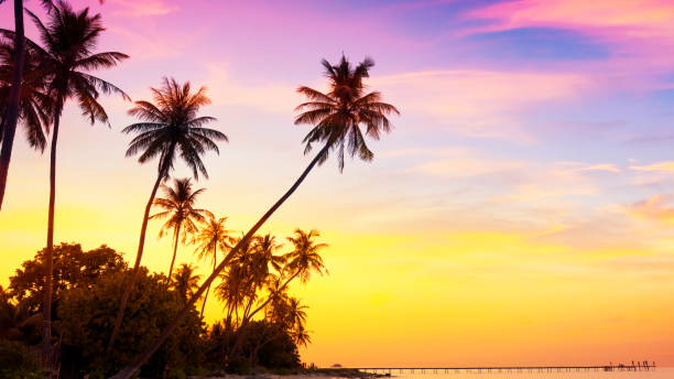 istock Summer with sunrise scene with  palm trees background as texture frame background 2203382177