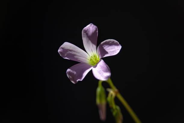istock Purple Flower on Dark Background 2203383484