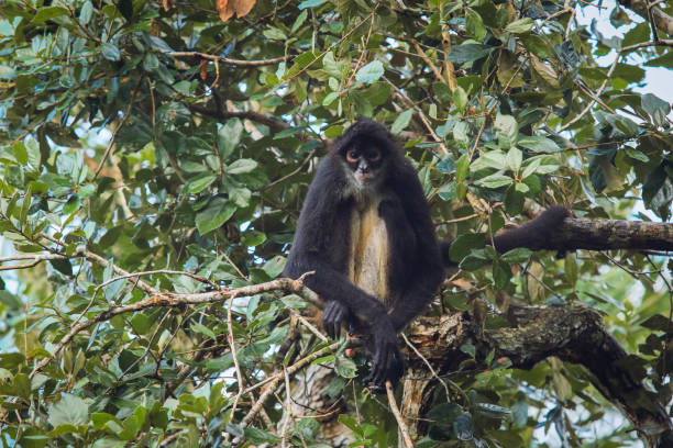 istock Monkey observes surroundings from tree branch at Belize zoo during daytime 2203385147