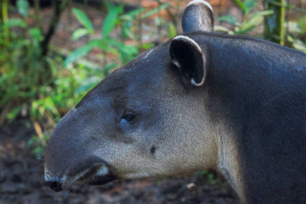 istock Exploring a tapir at the Belize zoo during a sunny afternoon in the tropical rainforest 2203385151
